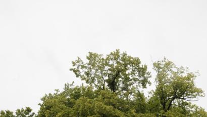 Bild: bey
Von den beiden Bäumen am Lindenweg bleiben nach den Arbeiten nur noch die Stämme und ansatzweise die Äste übrig.