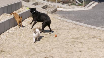 Bild: plym
Labradormix Diego, Lahsa-Apso Bravo und Dinchermix Odo beim Spielen im Hof.