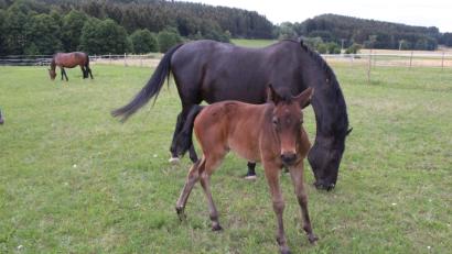 Bild: Michaela Lowak
Einen Namen hat das Fohlen noch nicht, dennoch ist es der ganze Stolz von Züchter Bernhard Käß. Neugierig blickt die kleine Rottaler-Stute in Kamera. Mama "Miss Ellie" nimmt den Fototermin gelassen.