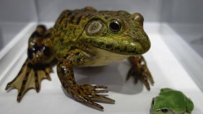 Bild: Susanne Wolke
Frösche und Lurche stehen im Mittelpunkt der aktuellen Ausstellung des Naturkundemuseums Ostbayern in Regensburg.