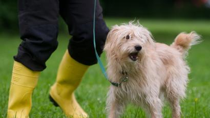 Bild: Kahnert/dpa
Der Gemeinderat Poppenricht entschied, dass in der Kommune Hinweisschilder aufgestellt werden, die Hundehalter auffordern, ihre Vierbeiner anzuleinen.