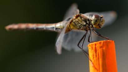 Bild: Sven Hoppe/dpa
Von 2003 bis 2016 ist in Bayern der Bestand an Libellen um 75 Prozent geschrumpft. Das geht aus einem aktuellen Bericht des Umweltministeriums hervor.