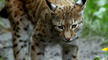 Bild: Norbert Grüner
Informationen  über die Bemühungen zur Ansiedelung der scheuen Luchse im Naturpark Steinwald liefert ein Treffen am Donnerstag, 12. Juli, in Friedenfels. Dieses Bild entstand im Tierfreigelände  im Bayerischen Wald.