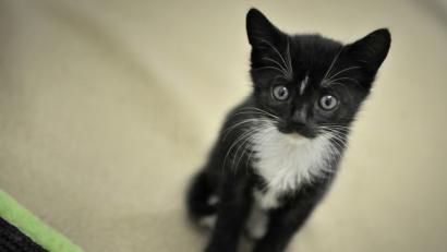 Bild: Fredrik von Erichsen/dpa
Beamte der Bayreuther Verkehrspolizei haben einen Transporter bei Trockau gestoppt.