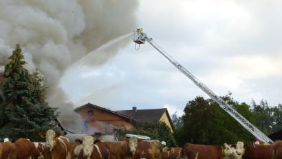 Bild: Völkl
Die Kühe wurden ins Freie getrieben. Mit der Drehleiter wurde der Brand von oben bekämpft.