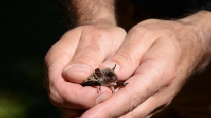Bild: Beyerlein
Winzig ist die "Brandt-Fledermaus" die Rudolf Leitl in seiner Händen hält.