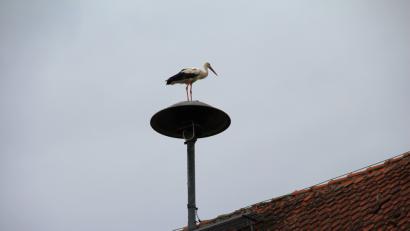 Bild: bjo
Ein Storch sitzt sich putzend auf der Sirene am Schmidmühlener Rathaus.