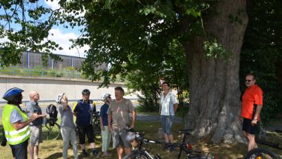 Bild: dob
Natürlich legte die Radgruppe mit Diplom-Biologin Mathilde Müllner am wohl berühmtesten Lindenbaum in der Region, am "Kalten Baum", einen Halt ein.