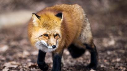 Bild: Alexander Heinl/dp
Die Autofahrerin wollte einem Fuchs ausweichen. Jetzt ist ihr Auto nur noch Schrott.