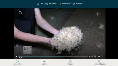 screenshot: BR.de
Die männlichen Eintagsfliegen sterben nach der Paarung, und fallen zu Boden.