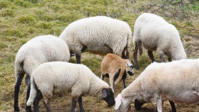 Bild: gsb
Der verlorene Schafbock steht im Kreis seiner neuen Schafsherde: Zu dieser hat sich das Kamerunschaf vor einigen Tagen dazu geschlichen.