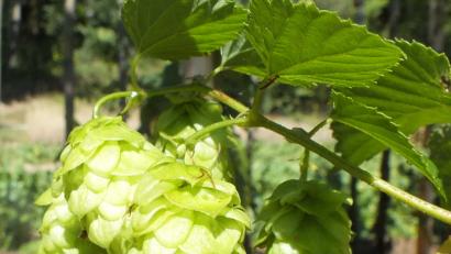 Bild: Harald Mohr
In wenigen Wochen sind die weiblichen Hopfenblüten im „Hopfenland Oberpfalz“ reif und die Ernte kann beginnen.