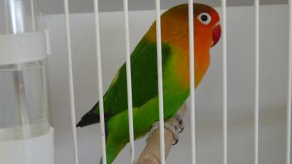 Bild: rlö
Prachtexemplare wie dieser Großsittich machen der Jury die Entscheidung nicht leicht.