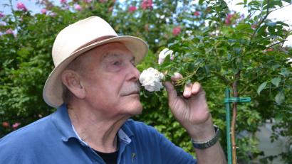 Bild: mip
Eine volle Rosenblüte im Juli ist der Traum für alle Rosenfreunde. Danach steht der wichtige Sommerschnitt an.