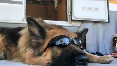 Bild: exb/Yvonne Federl
Was wie ein Gimmick aussieht, kann durchaus sinnvoll sein. Bestimmte Hunderassen haben empfindliche Augen, die man mit speziellen Sonnenbrillen für Hunde schützen kann.