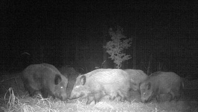 Bild: sr
In der Nacht sind alle Schweine grau. Besondere Zieltechnik könnte die Bejagung der nachtaktiven Wildart erleichtern, ist aber umstritten. Der Landkreis erlaubt den Einsatz jetzt, macht allerdings sehr strenge Vorgaben.