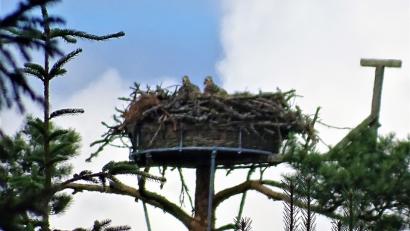 Bild: jml
Die zwei jungen Fischadler sind gerade mal mit dem Fernglas in ihrem Horst zu 	erkennen. Vor kurzem haben sie Besuch erhalten, wurden gewogen, begutachtet und erhielten Ringe zur späteren Identifizierung.