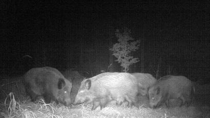 Bild: Thomas Schaller
Wildschweine bei Nacht.