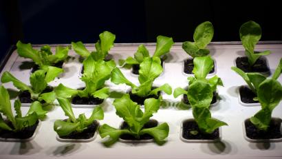 Bild: gac
Dieser Salat wächst auf Bierkohle statt Blumenerde.