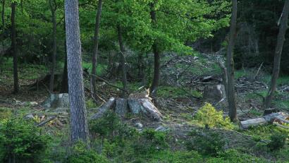 Bild: bsc
Der im April freigelassene Luchs ist dem Steinwald treu geblieben. Die aus großer Entfernung geschossenen Bilder lassen die Annahme zu, dass sich der Luchs in der Region gut eingelebt hat.