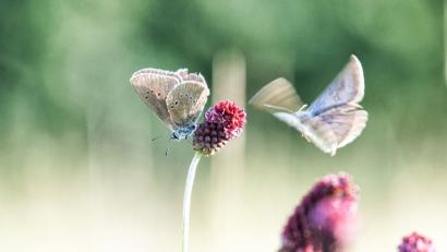 Bild: Markus Raum
Der Dunkle Wiesenknopf-Ameisenbläuling verbringt fast sein ganzes Leben auf dieser Pflanze. Er ernährt sich von dem Nektar des Großen Wiesenknopfs, schläft, balzt und paart sich auf ihm. Auch seine Eier legt der Falter ausschließlich hier ab, später dient die Pflanze den jungen Raupen als Versteck und Futterpflanze.