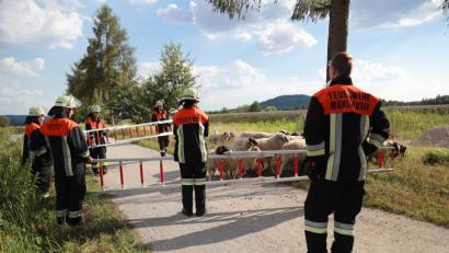 Bild: jma
Die Einsatzkräfte haben Schafe aus einer hilflosen Lage gerettet.