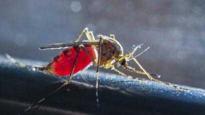 Bild: Patrick Pleul
Eine mit Blut vollgesaugte Mücke. Die extrem lange Trockenzeit hat die Mückenzahl in vielen Regionen dezimiert.