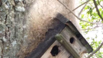Bild: ct
Verschiedene Tierarten lockt dieser Nistkasten an einer Eiche an. Entdeckt hat ihn Armin Heuberger, der Vorsitzende des Obst- und Gartenbauvereins, in Schönlind, am Ortseingang von Irlbach her.