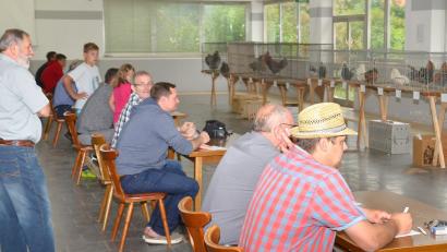 Bild: fjo
Angestrengt lauschten die Schiedsrichter jedem Laut der unmittelbar im Sichtfeld postierten Hähne. Bild: fjo