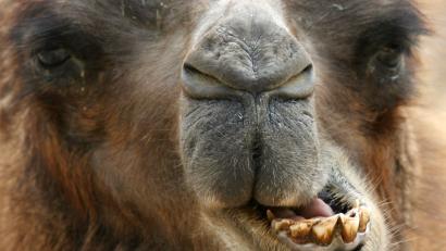 Bild: dpa
Um ein Kamel ging es in einem Rechtsstreit in Weiden.