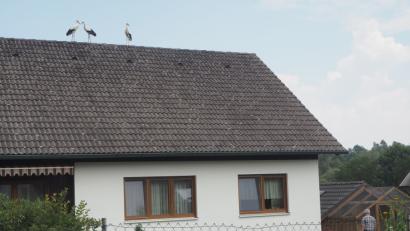 Bild: gz
Die drei Jungstörche beobachen vom Hausdach aus die Tätigkeiten der Gartenbesitzer.