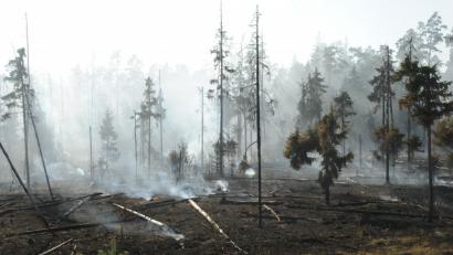 Bild: GF, Autor [gf]
Die Rauchschwaden lösen sich langsam auf. Stellenweise glüht das Holz noch. Von dem abgebrannten Gebiet geht keine Gefahr mehr aus.