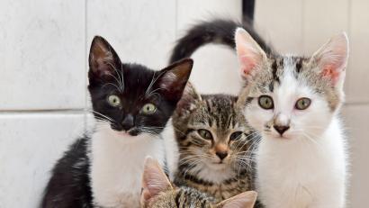 Bild: Petra Hartl
Die Bevölkerung kann jetzt helfen: Aktuell leben außer diesen vier Baby-Katzen noch weitere 26 Jungtiere im Tierheim, das nun händeringend nach Pflegestellen sucht. Bis die Kätzchen groß genug sind, um ohne ihre Mütter ein dauerhaftes Zuhause zu finden.