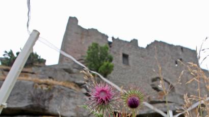 Bild: nm
Eingezäunte Disteln im Burghof: Auf dem Schloßberg gibt es immer etwas Neues zu entdecken, so auch am kommenden "Burg-Wochenende".