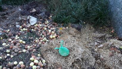 Bild: szl
Täuschend echt: Ein selbstkompostierbarer Müllbeutel auf einem Misthaufen könnte auch für eine Plastiktüte gehalten werden.