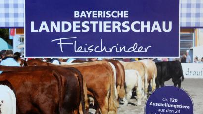 Bild: ck
Erstmals werden sich bayerische Fleischrinderzüchter zur Landestierschau in der Oberpfalz treffen. Moosbach wird am 25. und 26. August im Mittelpunkt stehen.