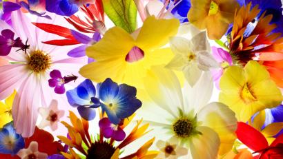 Bild: Anja Gottfried/&quot;Blende&quot;
So sieht Anja Gottfried die "Farbenpracht des Sommers"