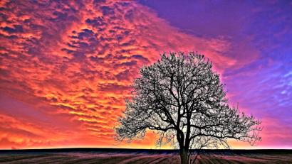 Bild: Reiner Schlegel/&quot;Blende&quot;
"Allein auf weiter Flur" fand sich Reiner Schlegel mit dem Baum.