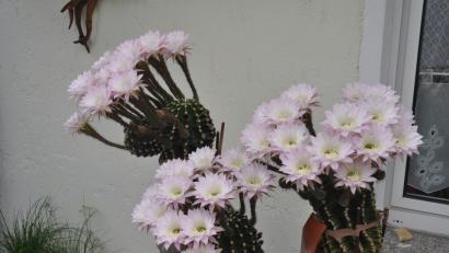 Bild: dob
Welche Pracht! 52 Blüten an der "Königin der Nacht" erfreuen das Herz von Heinrich Zelezny, auch wenn die Blüten nur von kurzer Dauer sind.