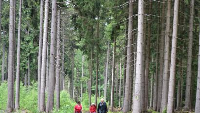 Bild: plym
Rinnl- Wanderung mit Wanderführer Michael Rückl zum Ringelfelsen.