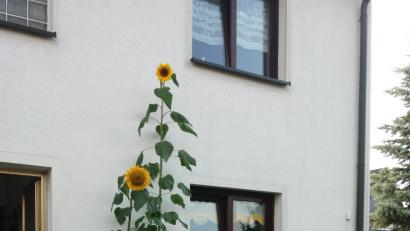 Bild: exb
Michael Hildebrand und Julia Kempf mit der Sonnenblume.