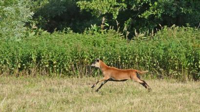 Bild: gsb
Auf dem Sprung: Hier läuft das Kamerunschaf noch herrenlos umher.