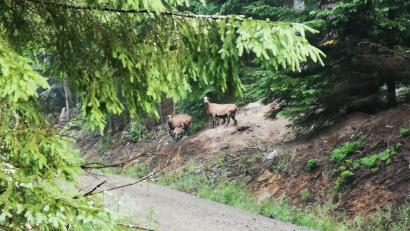 Bild: exb
Zwei herrenlose große und zwei kleine Kamerunschafe springen durch den Wald bei Wampenhof (Waldthurn). Das jedenfalls hat ein Leser beobachtet und fotografiert.