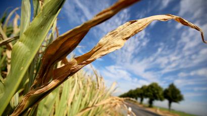 Bild: Oliver Berg/dpa
Die anhaltende Trockenheit bereitet den Bauern erhebliche Probleme.