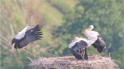Bild: tu
Einer der drei Pleysteiner Jungstörche bei der Landung am Horst.
