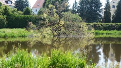 Bild: Gabi Schönberger
Es mutet fast so an, als wollte die 70 Jahre alte Weide in dieser Hitze baden gehen. Doch laut Unterer Naturschutzbehörde hat wohl der Biber den alten Baum gefällt.