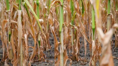 Bild: Patrick Pleul/dpa
Maispflanzen leiden unter der Dürre.