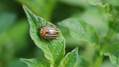 Bild: fjo
Zehn Längsstreifen auf den Flügeln sind das Erkennungsmerkal des Kartoffelkäfers. Bild. fjo