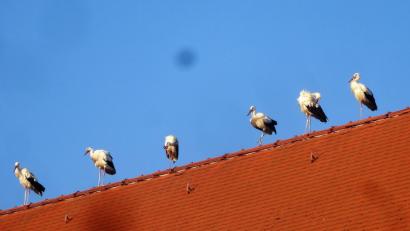 Bild: bk
Störche auf der Pfarrkirche St. Martin in Kaltenbrunn