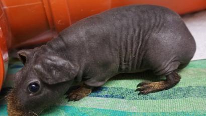 Bild: Martina Höng/Tierschutzverein Hersbruck/dpa
Ein aus einem illegalen Tiertransport gerettetes Nacktmeerschweinchen im Tierheim von Hersbruck.